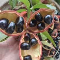 凤眼果，萍婆果