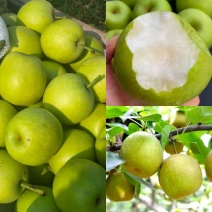 推荐宁陵翠冠梨花皮脆甜多汁产地一手货源量大从优
