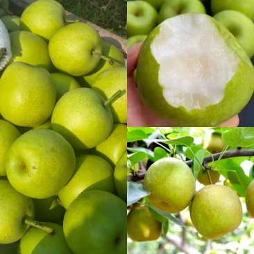推荐宁陵翠冠梨花皮脆甜多汁产地一手货源量大从优