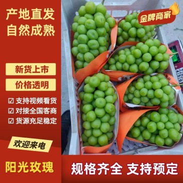 夏邑县阳光玫瑰大量上市,产地直供,质量保证,一条龙服务