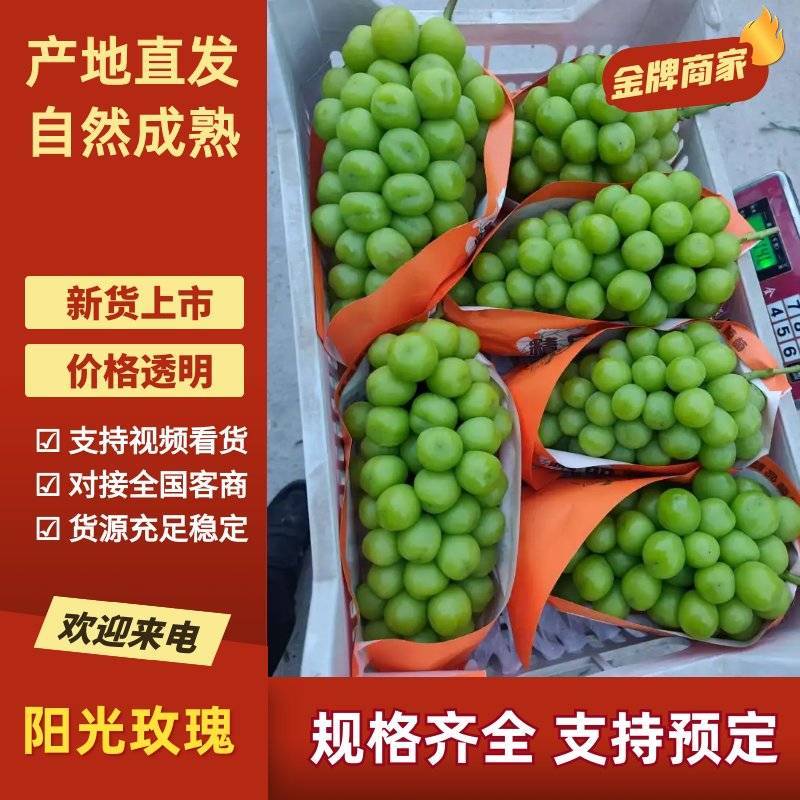 夏邑县阳光玫瑰大量上市，产地直供，质量保证，一条龙服务