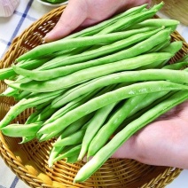 架豆王豆角四季豆无筋豆产地看货论价欢迎订购