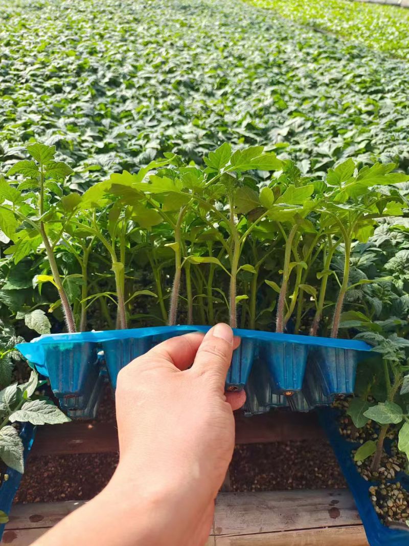 您好！我是山东寿光.农德立种苗，主营番茄苗、辣椒苗、茄子苗、