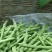 架豆王豆角四季豆无筋豆产地看货论价欢迎订购