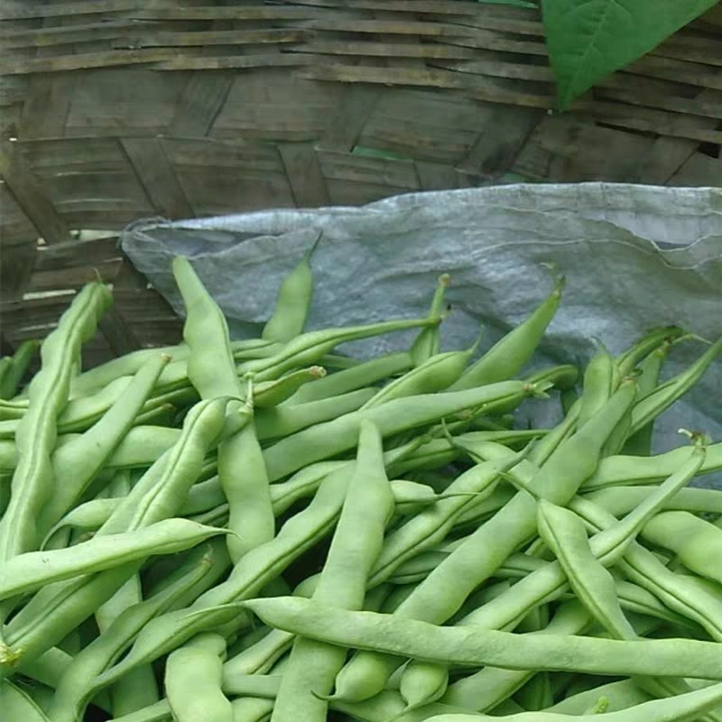 架豆王豆角四季豆无筋豆产地看货论价欢迎订购