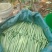 架豆王豆角四季豆无筋豆产地看货论价欢迎订购