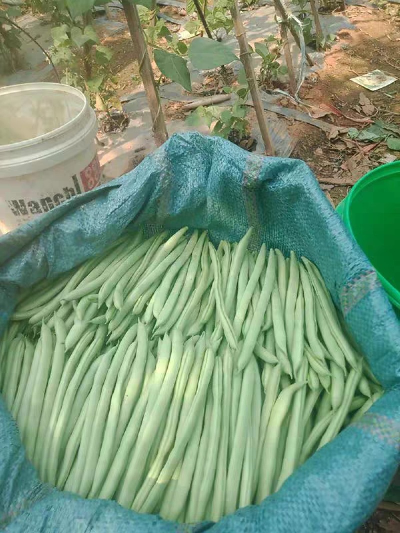 架豆王豆角四季豆无筋豆产地看货论价欢迎订购