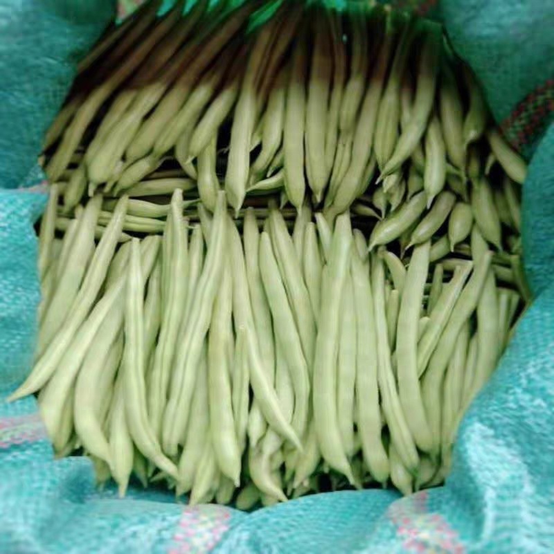 架豆王豆角四季豆无筋豆产地看货论价欢迎订购
