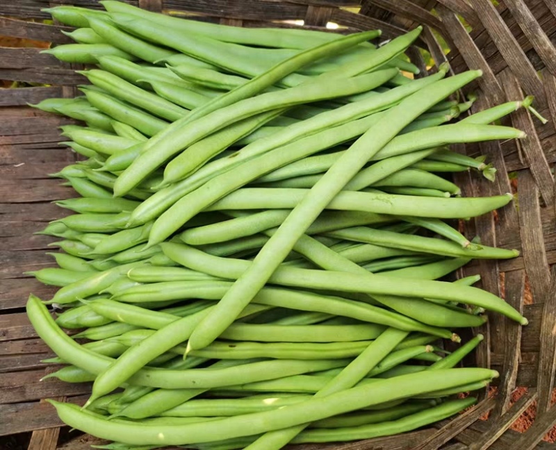 架豆王豆角四季豆无筋豆产地看货论价欢迎订购