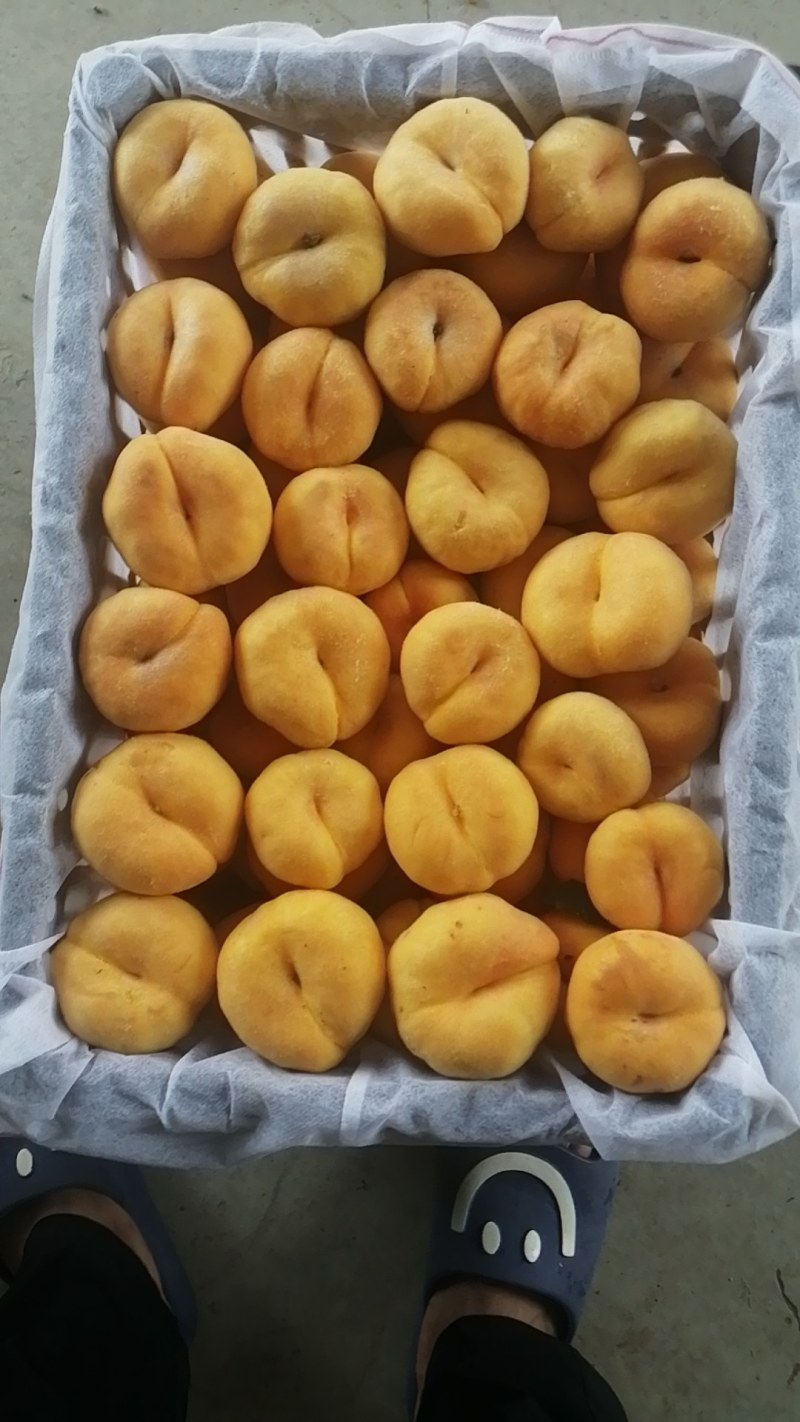 毛潘桃
