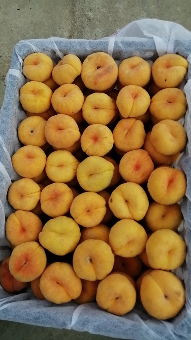 毛潘桃