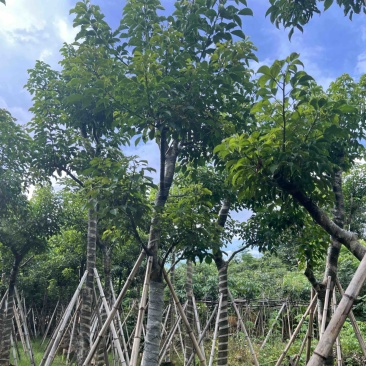 秋枫12-15公分骨架货