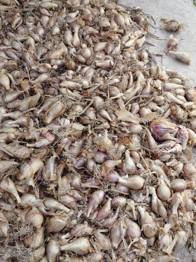火葱头需要的联系下地一个月左右可以出货！