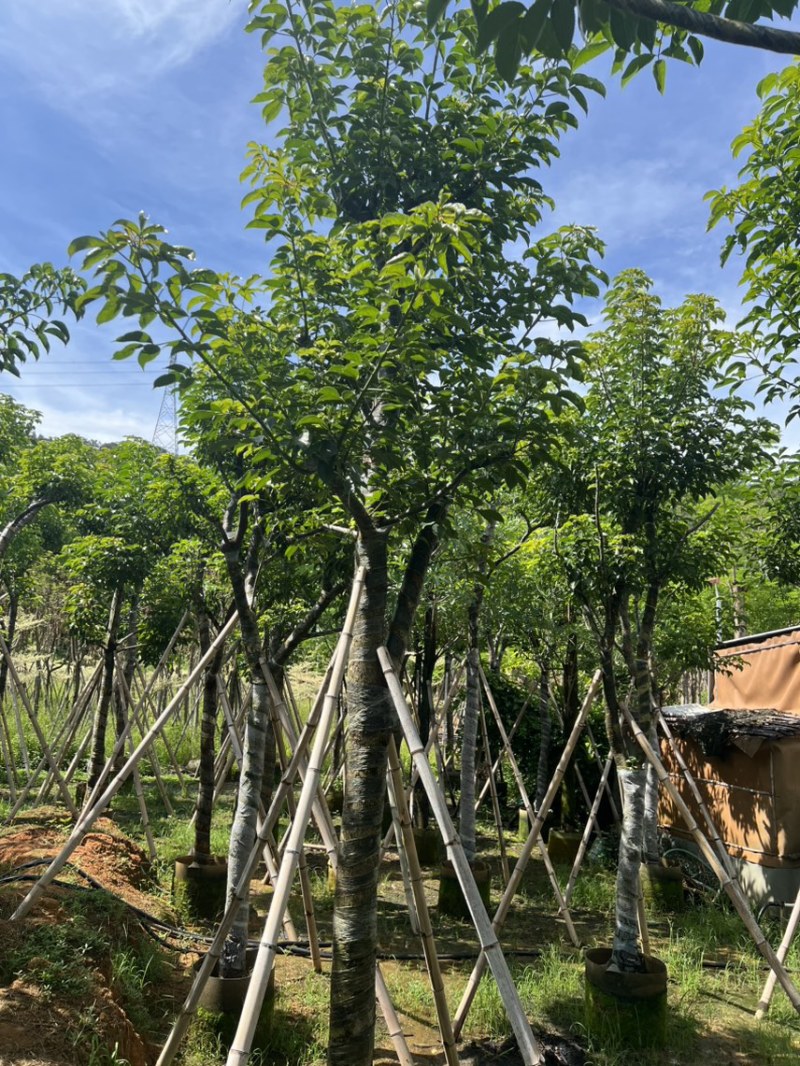 秋枫12-15公分骨架货