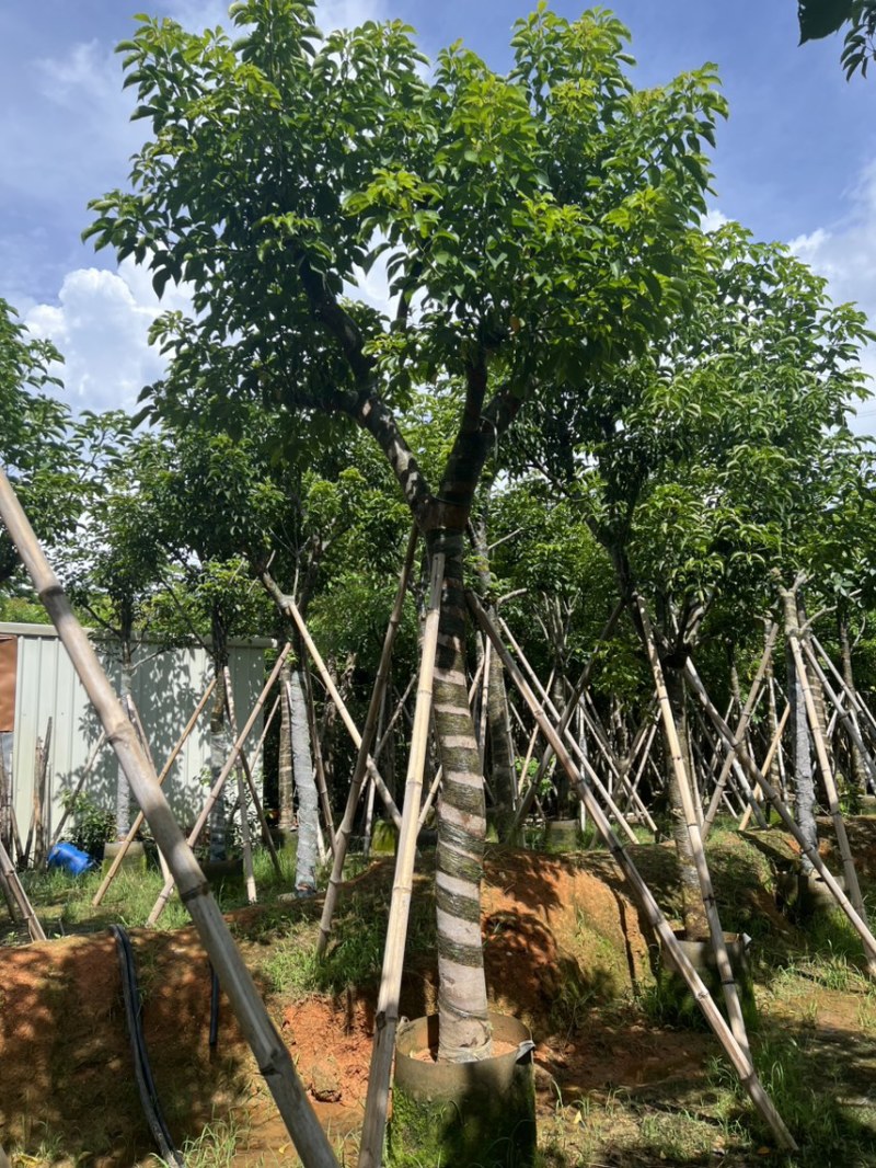 秋枫12-15公分骨架货