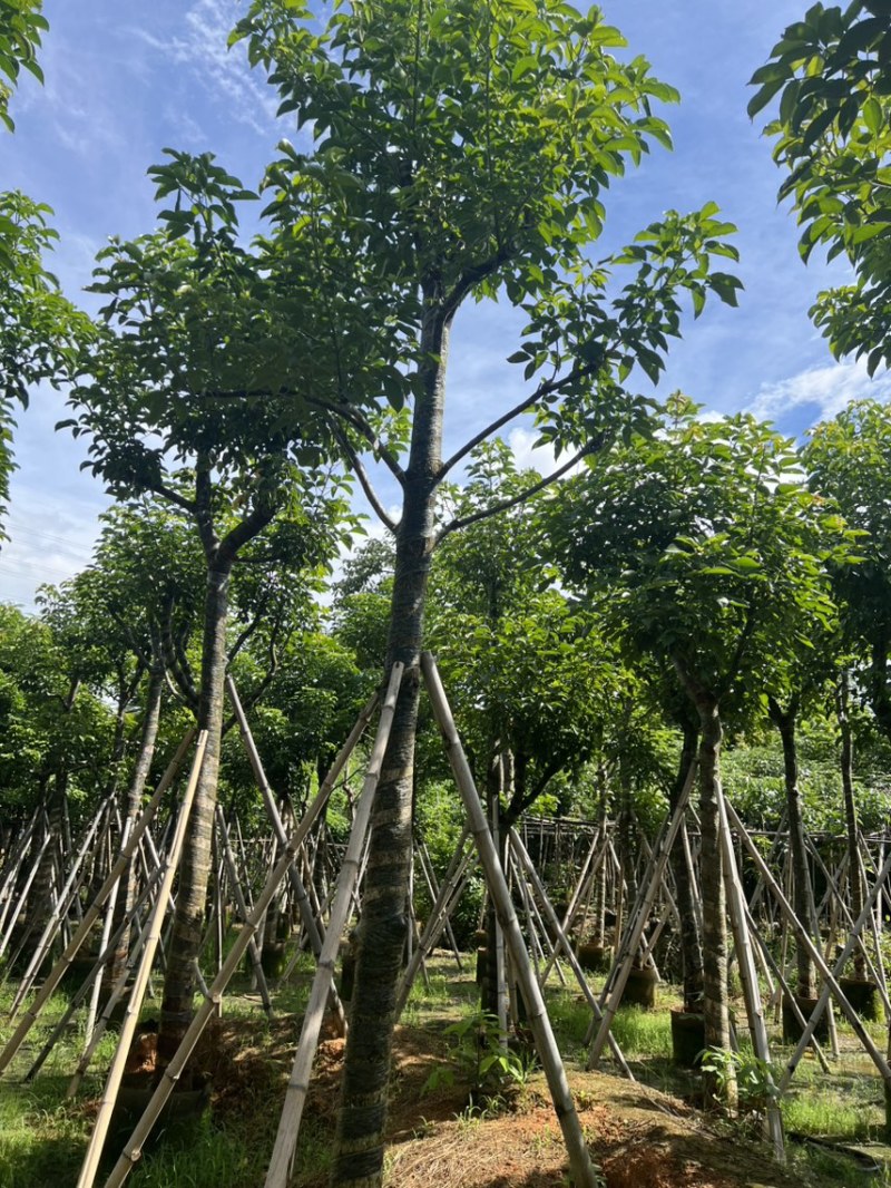 秋枫12-15公分骨架货