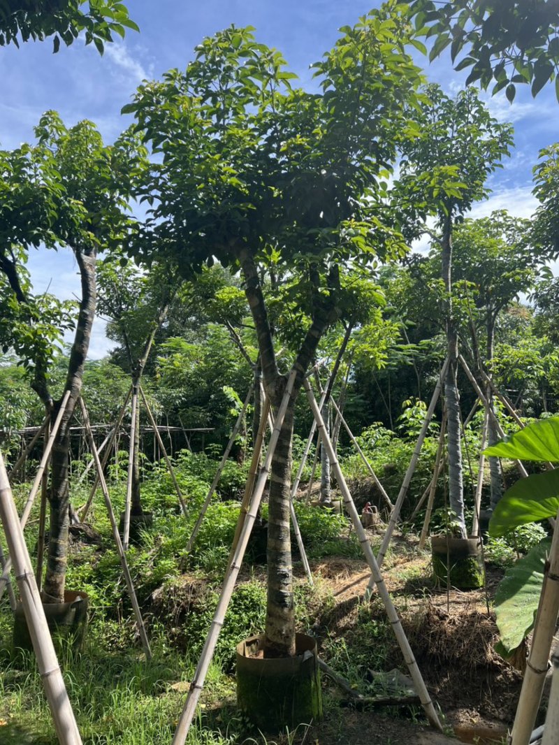 秋枫12-15公分骨架货