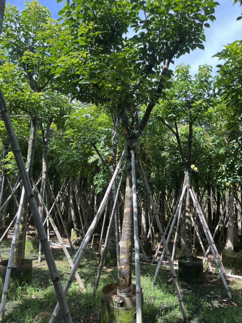 秋枫12-15公分骨架货
