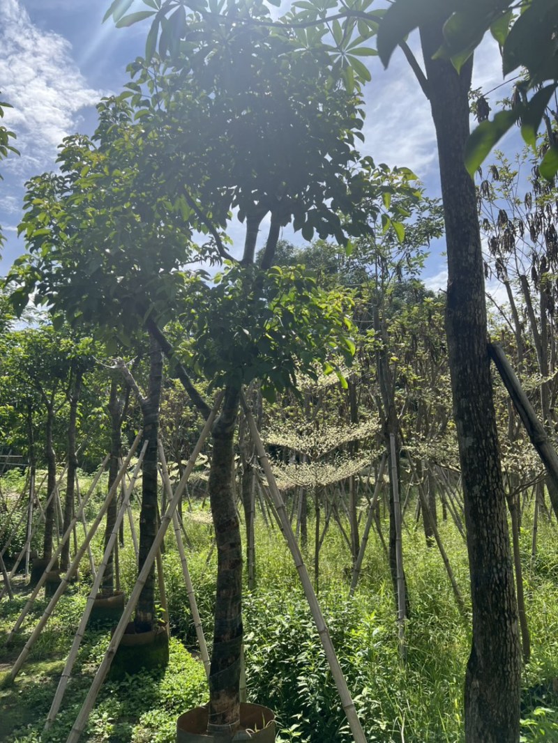 秋枫12-15公分骨架货
