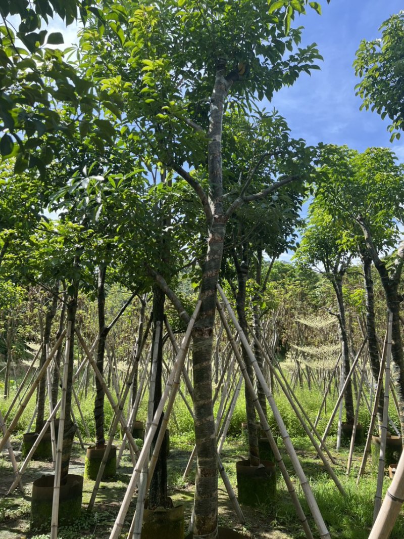 秋枫12-15公分骨架货