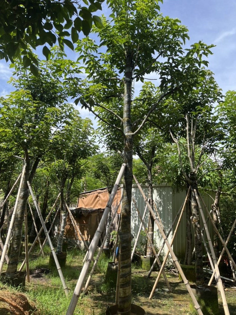 秋枫12-15公分骨架货