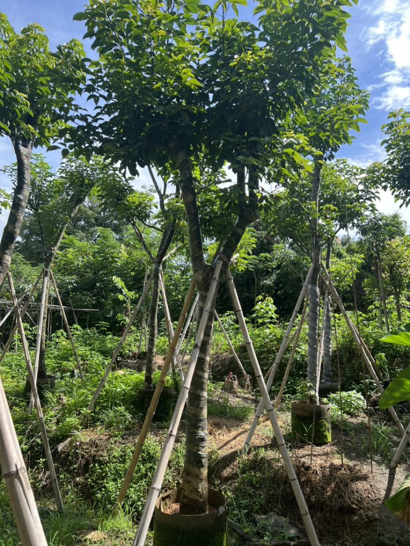 秋枫12-15公分骨架货