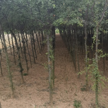 皂角树宝鸡扶风县天度镇皂角树，万亩基地种植对接批发