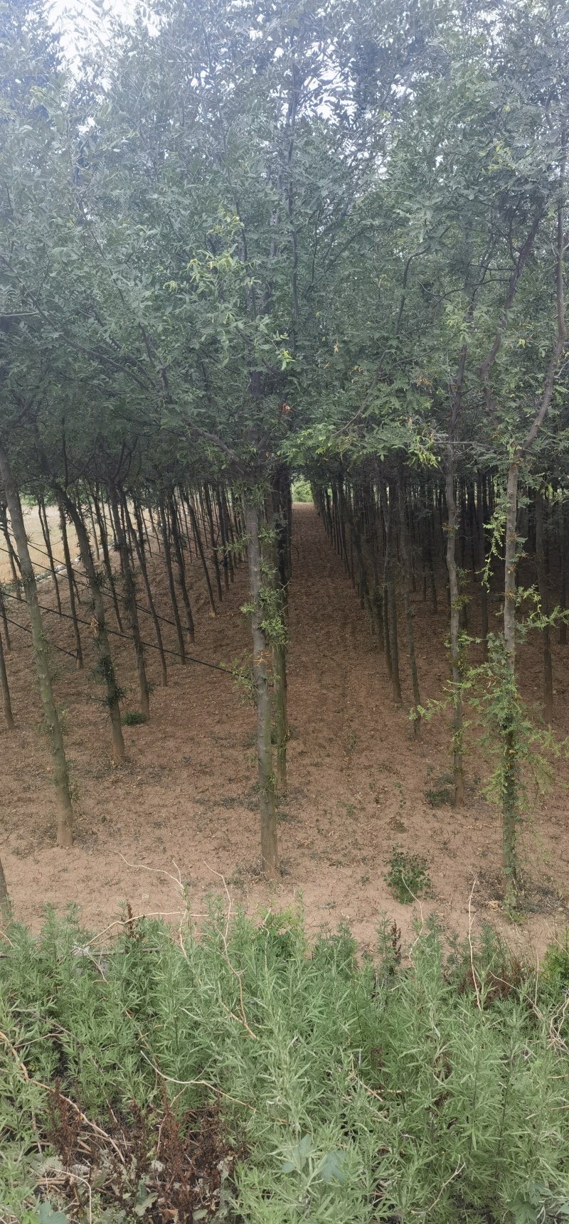 皂角树宝鸡扶风县天度镇皂角树，万亩基地种植对接批发