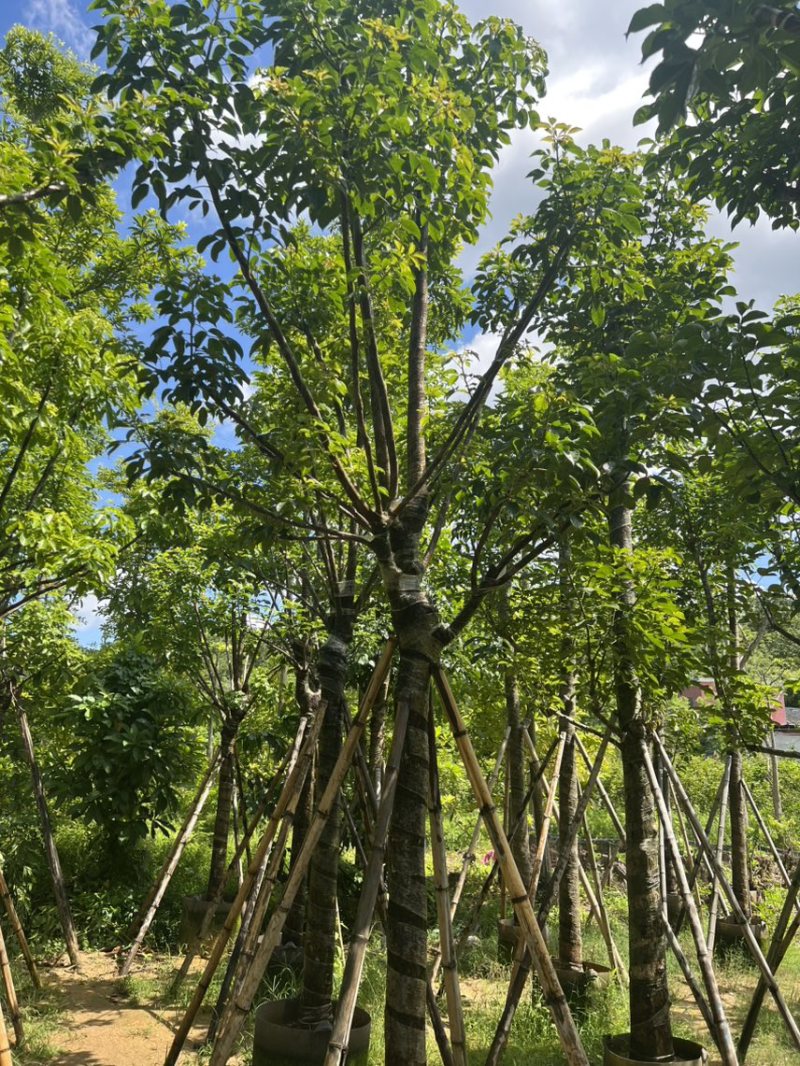 秋枫12-15公分骨架货
