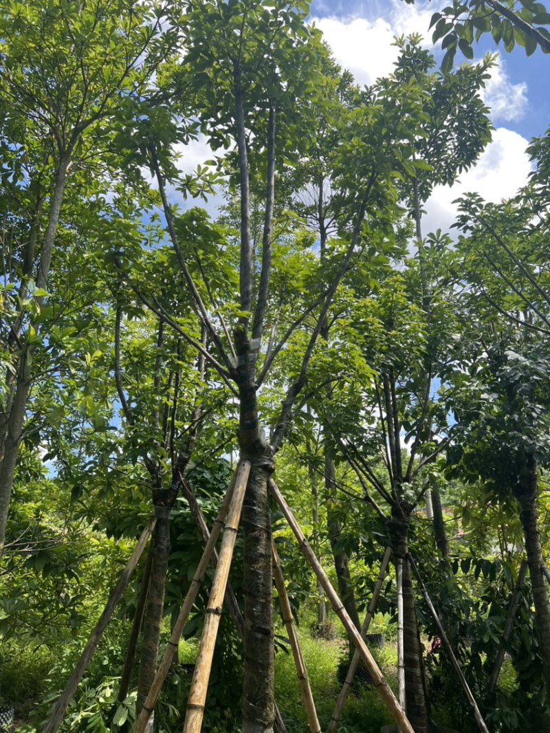 秋枫12-15公分骨架货