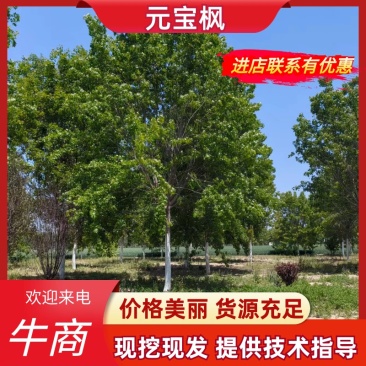 基地元宝枫绿化苗木151820公分规格齐全基地供应