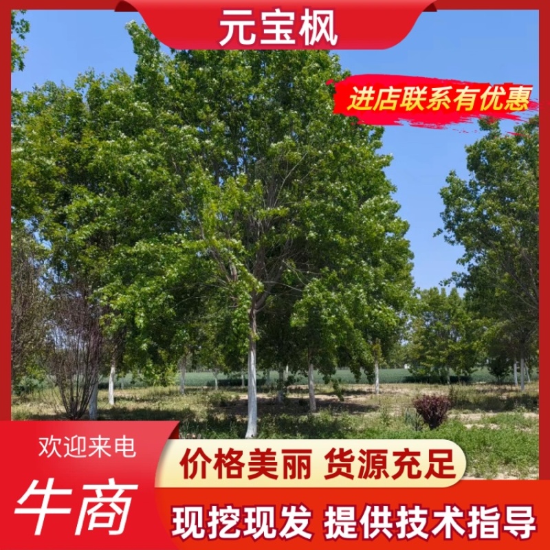 基地元宝枫绿化苗木151820公分规格齐全基地供应