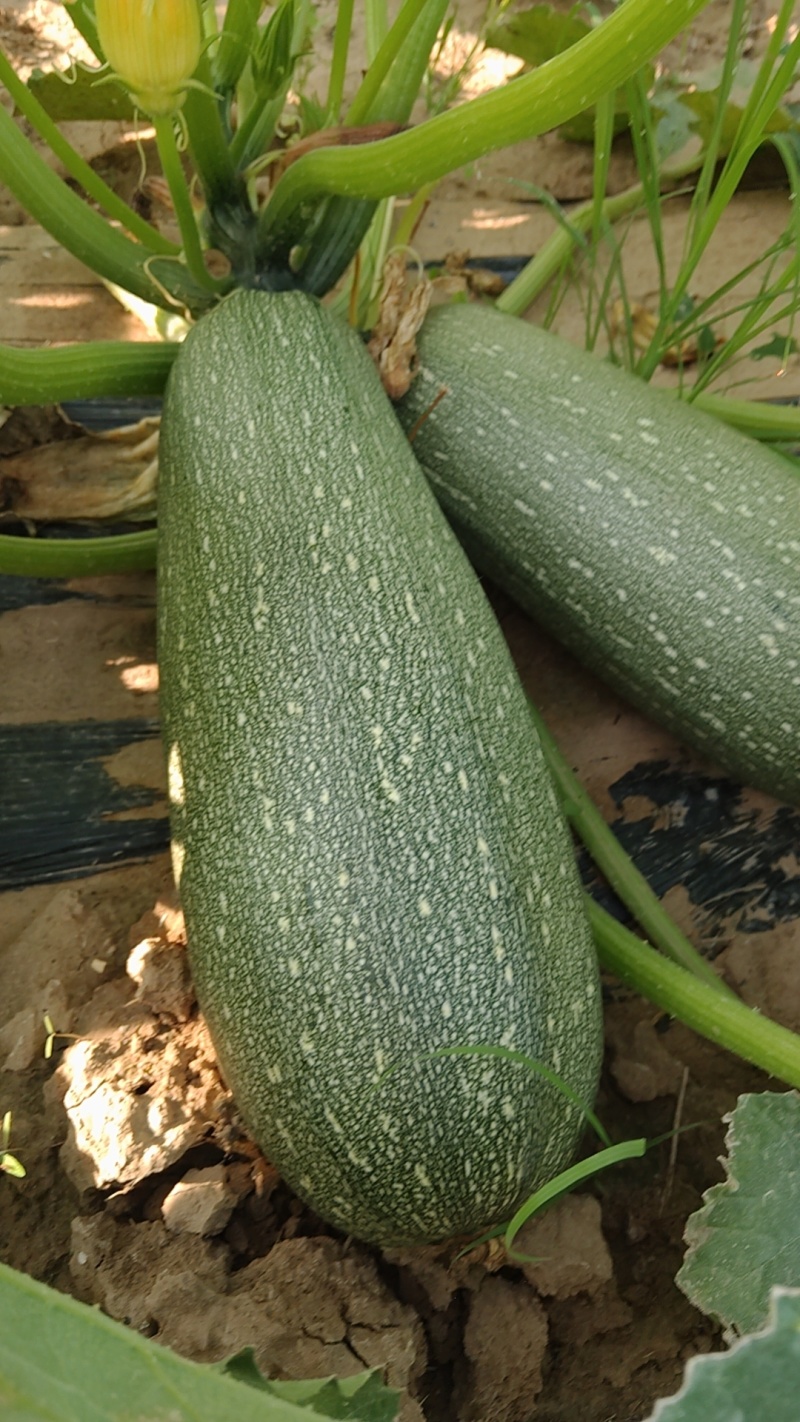 张家口阳原县老西葫芦