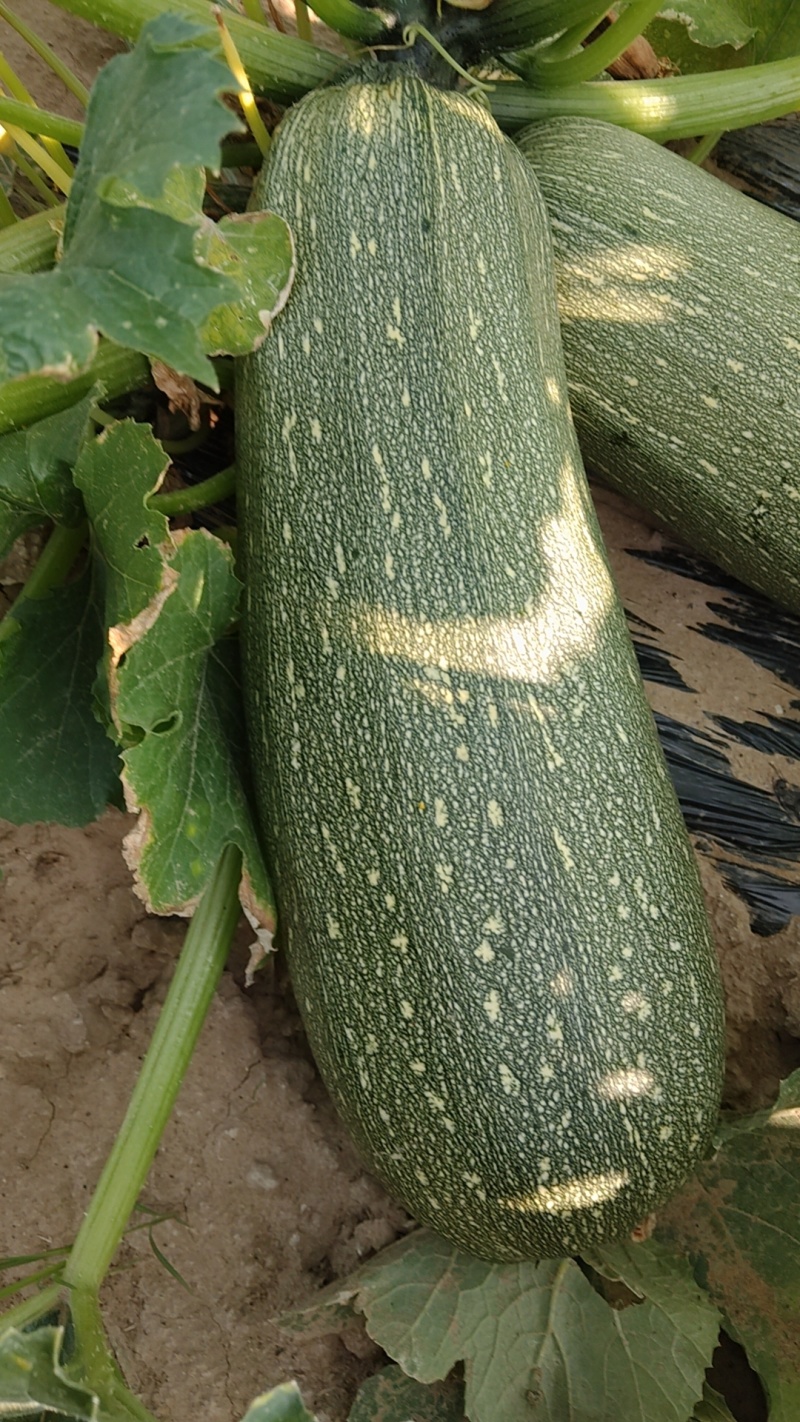 张家口阳原县老西葫芦