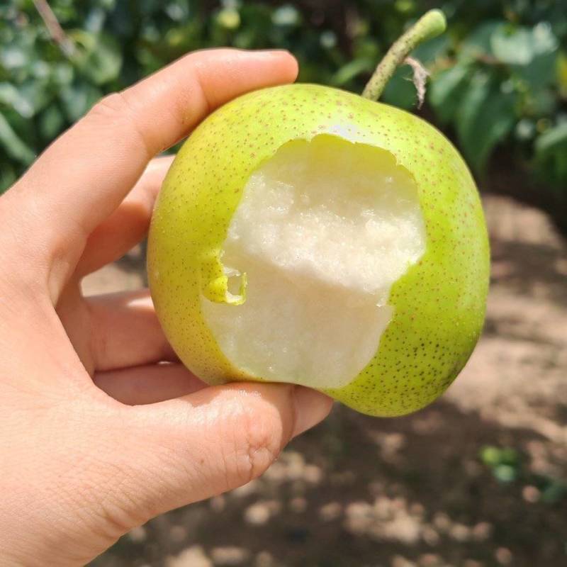 砀山皇冠梨青皮蜜梨连片果园种植口感脆甜好吃对接商超