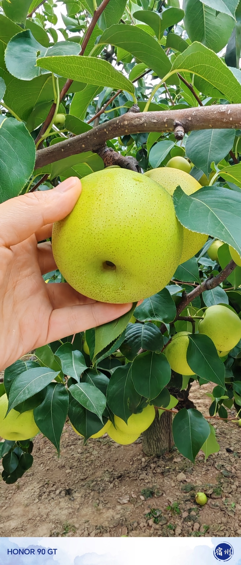 砀山皇冠梨青皮蜜梨连片果园种植口感脆甜好吃对接商超