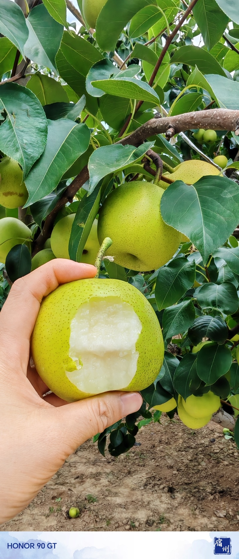 砀山皇冠梨青皮蜜梨连片果园种植口感脆甜好吃对接商超