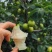 砀山皇冠梨青皮蜜梨连片果园种植口感脆甜好吃对接商超