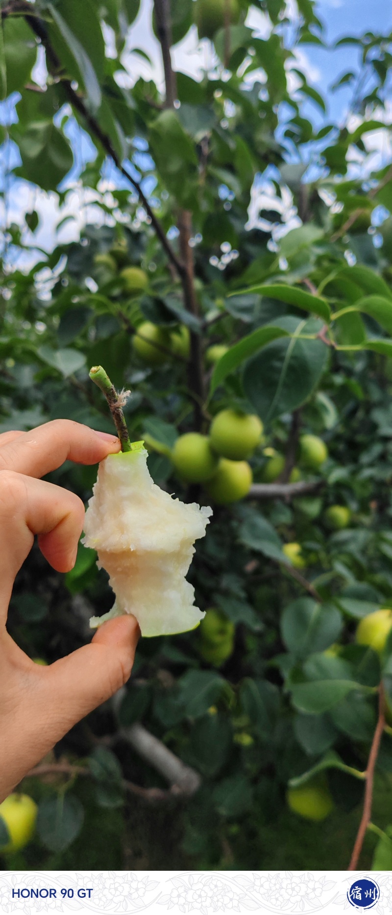 砀山皇冠梨青皮蜜梨连片果园种植口感脆甜好吃对接商超