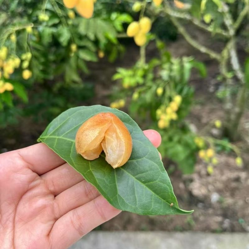 黄皮果新鲜现摘新鲜水果批发价顺丰包邮广东特产黄皮鸡心黄皮现摘