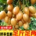 黄皮果新鲜现摘新鲜水果批发价顺丰包邮广东特产黄皮鸡心黄皮现摘