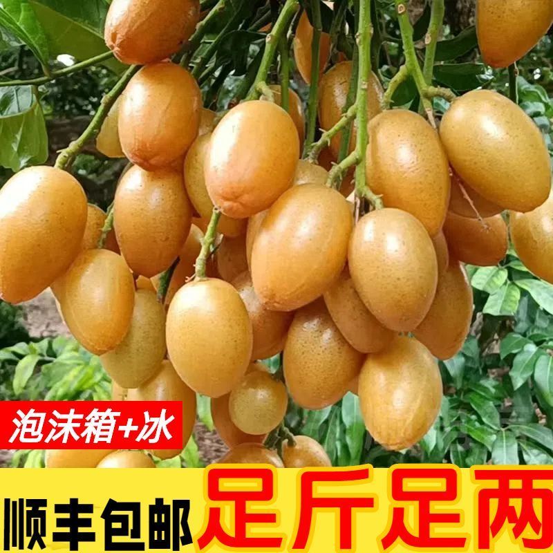 黄皮果新鲜现摘新鲜水果批发价顺丰包邮广东特产黄皮鸡心黄皮现摘