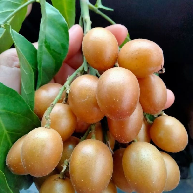 黄皮果新鲜现摘新鲜水果批发价顺丰包邮广东特产黄皮鸡心黄皮