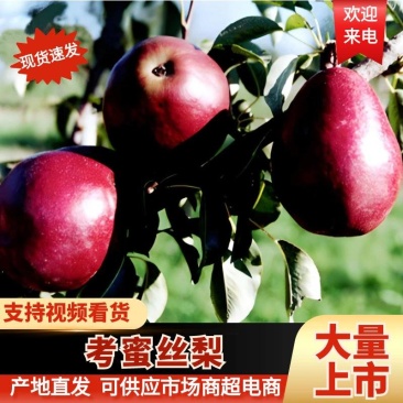山西省运城红考蜜丝梨,口感纯甜,产地直供。