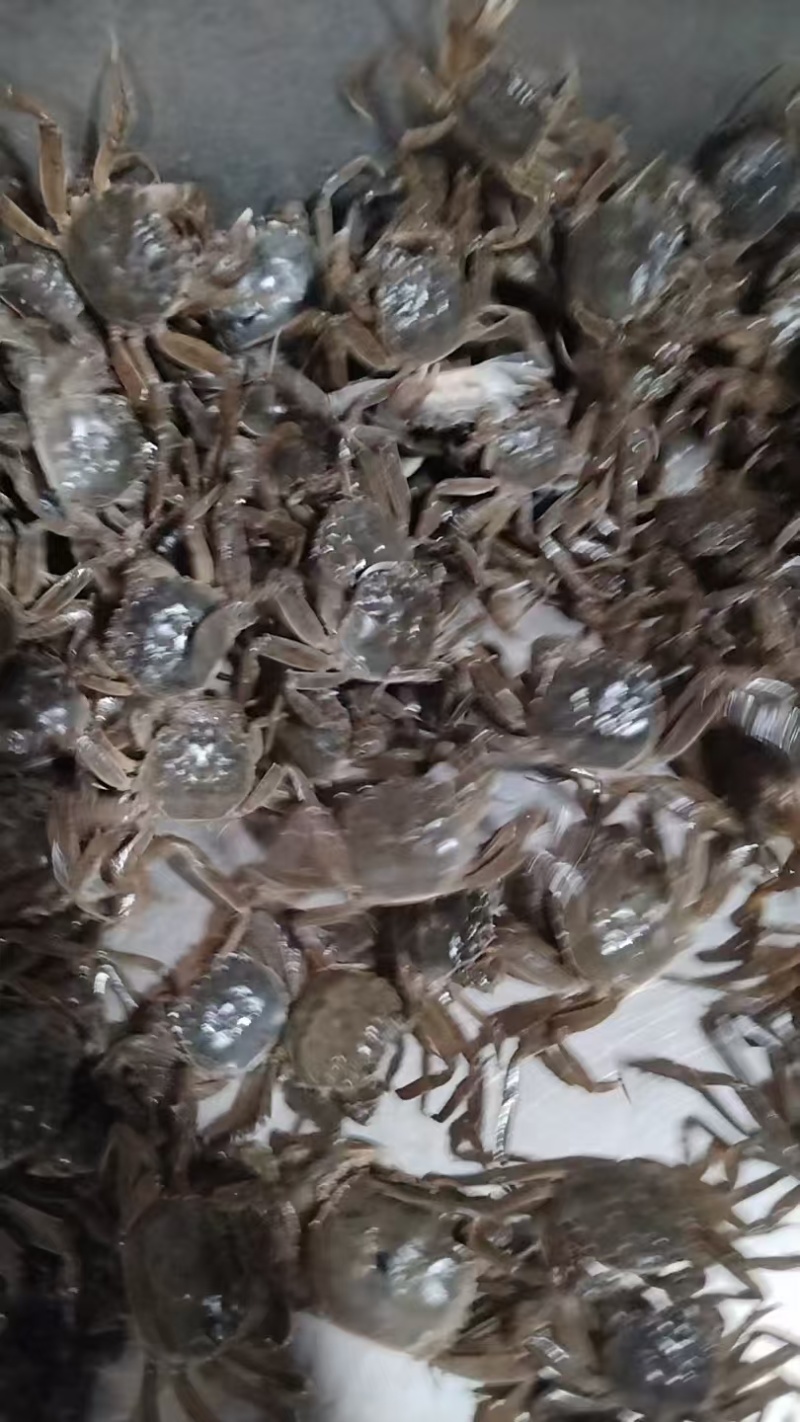 盘锦蟹苗，放生苗，油炸规格齐全成活率高提供技术指导