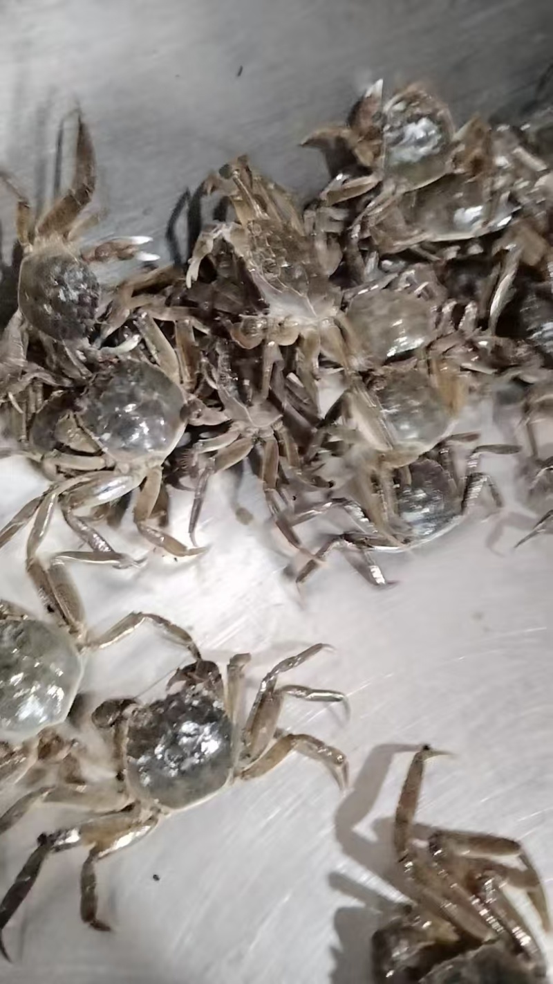 盘锦蟹苗，放生苗，油炸规格齐全成活率高提供技术指导