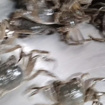 盘锦蟹苗，放生苗，油炸规格齐全成活率高提供技术指导