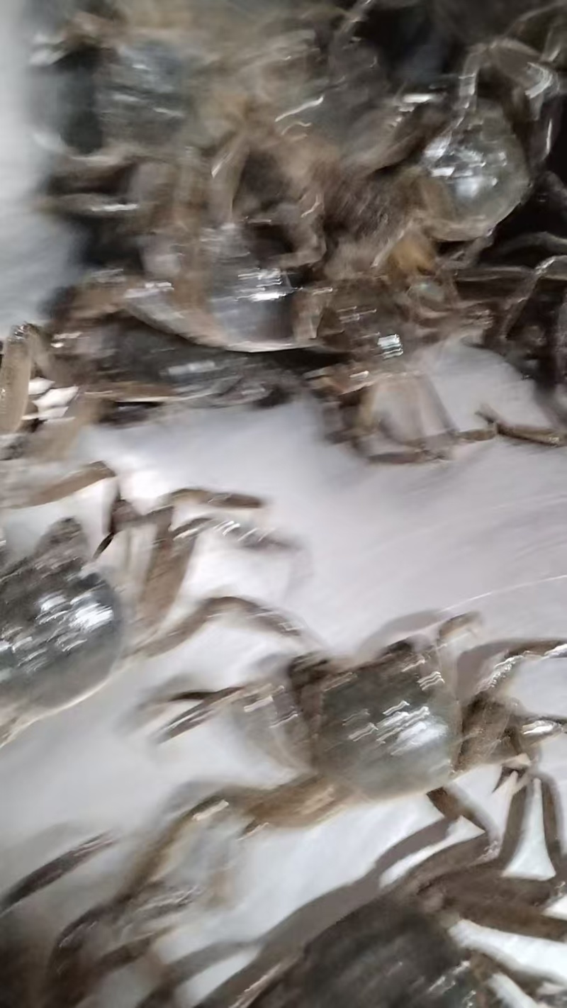 盘锦蟹苗，放生苗，油炸规格齐全成活率高提供技术指导
