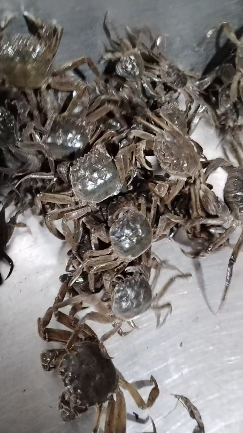 盘锦蟹苗，放生苗，油炸规格齐全成活率高提供技术指导