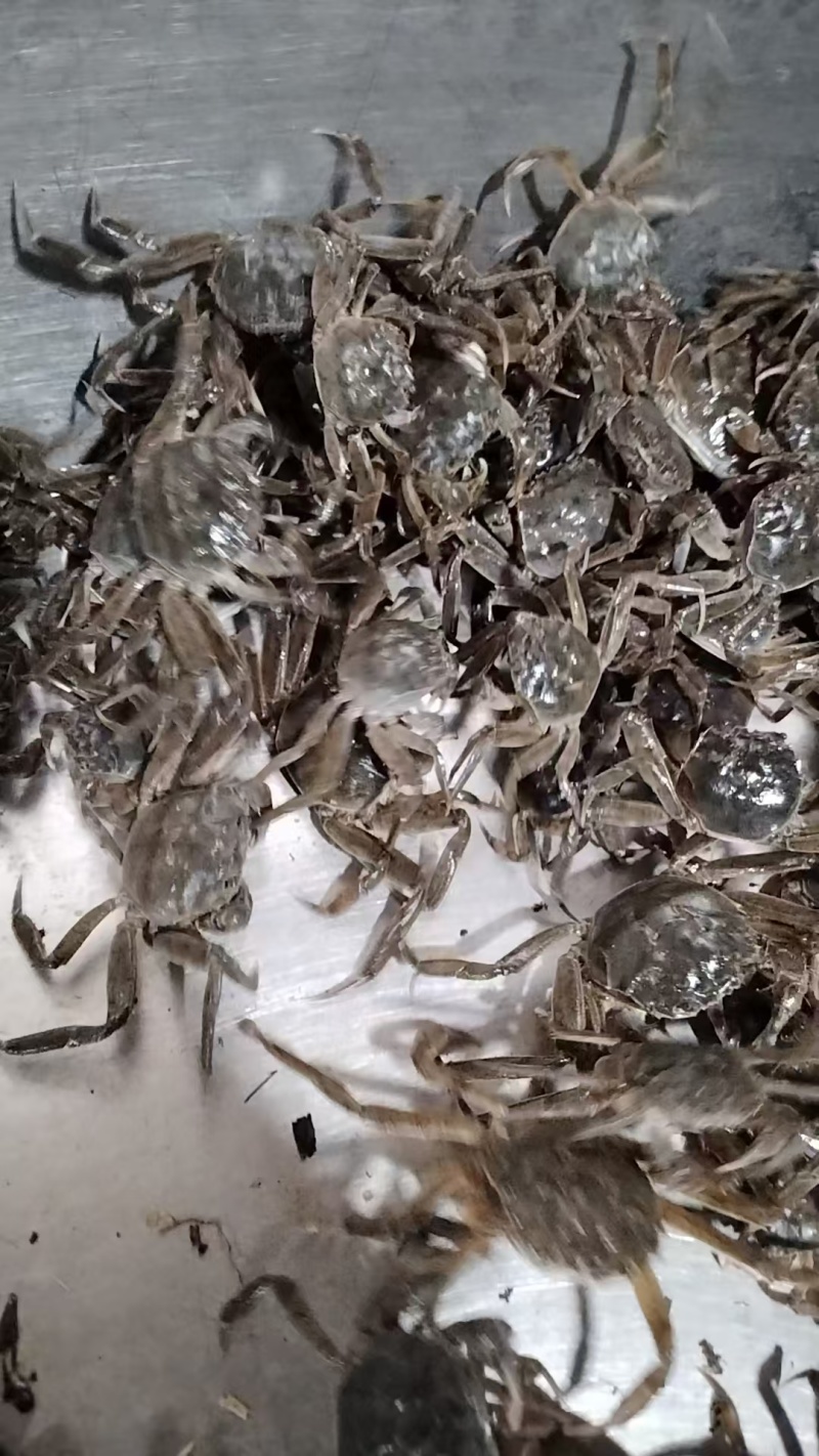 盘锦蟹苗，放生苗，油炸规格齐全成活率高提供技术指导